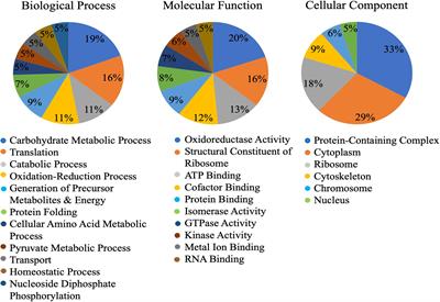 AcDCXR Is a Cowpea Aphid Effector With Putative Roles in Altering Host Immunity and Physiology